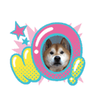 犬スタンプvol2（個別スタンプ：5）