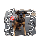 犬スタンプvol2（個別スタンプ：7）