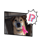 犬スタンプvol2（個別スタンプ：9）