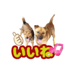 犬スタンプvol2（個別スタンプ：10）