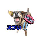犬スタンプvol2（個別スタンプ：11）