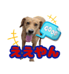 犬スタンプvol2（個別スタンプ：12）