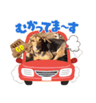 犬スタンプvol2（個別スタンプ：13）