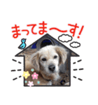 犬スタンプvol2（個別スタンプ：14）