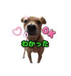 犬スタンプvol2（個別スタンプ：15）
