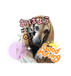 犬スタンプvol2（個別スタンプ：16）
