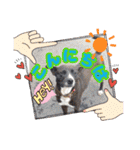 犬スタンプvol2（個別スタンプ：17）
