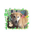 犬スタンプvol2（個別スタンプ：21）