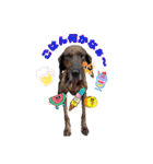犬スタンプvol2（個別スタンプ：24）