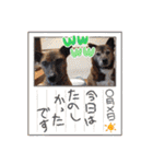 犬スタンプvol2（個別スタンプ：25）