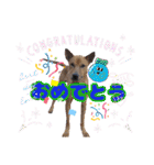 犬スタンプvol2（個別スタンプ：27）