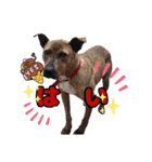 犬スタンプvol2（個別スタンプ：28）