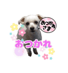 犬スタンプvol2（個別スタンプ：29）