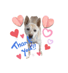 犬スタンプvol2（個別スタンプ：30）