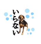 犬スタンプvol2（個別スタンプ：32）