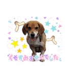犬スタンプvol2（個別スタンプ：33）