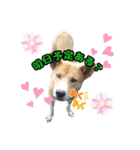 犬スタンプvol2（個別スタンプ：34）