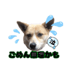 犬スタンプvol2（個別スタンプ：35）