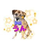 犬スタンプvol2（個別スタンプ：36）