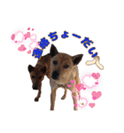 犬スタンプvol2（個別スタンプ：39）