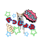 犬スタンプvol2（個別スタンプ：40）