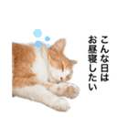 営業もふねこのつぶやき2（個別スタンプ：1）