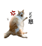 営業もふねこのつぶやき2（個別スタンプ：3）