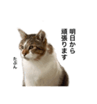 営業もふねこのつぶやき2（個別スタンプ：4）