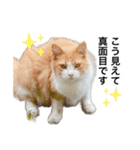 営業もふねこのつぶやき2（個別スタンプ：5）