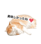 営業もふねこのつぶやき2（個別スタンプ：6）