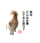 営業もふねこのつぶやき2（個別スタンプ：8）