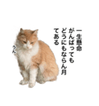 営業もふねこのつぶやき2（個別スタンプ：9）