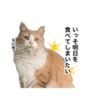 営業もふねこのつぶやき2（個別スタンプ：10）