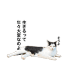 営業もふねこのつぶやき2（個別スタンプ：11）