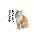 営業もふねこのつぶやき2（個別スタンプ：12）