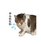営業もふねこのつぶやき2（個別スタンプ：13）