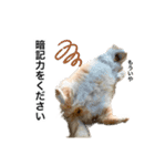 営業もふねこのつぶやき2（個別スタンプ：15）