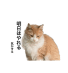 営業もふねこのつぶやき2（個別スタンプ：16）