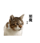 営業もふねこのつぶやき2（個別スタンプ：17）