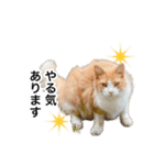 営業もふねこのつぶやき2（個別スタンプ：18）