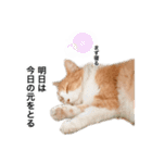 営業もふねこのつぶやき2（個別スタンプ：21）