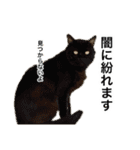 営業もふねこのつぶやき2（個別スタンプ：24）