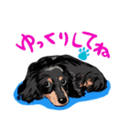 ミニチュアダックス Miniature Dachshunds（個別スタンプ：8）