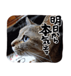 ねこちゃんといっしょ（個別スタンプ：3）
