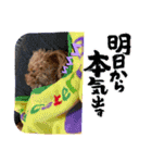 オセロの犬（個別スタンプ：16）