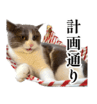 毎日使える☆もふもふ猫スタンプ2（個別スタンプ：30）