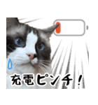 毎日使える☆もふもふ猫スタンプ2（個別スタンプ：36）