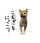 子犬こむぎ vol.2（個別スタンプ：1）