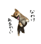 子犬こむぎ vol.2（個別スタンプ：2）