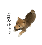 子犬こむぎ vol.2（個別スタンプ：3）